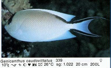 Genicanthus caudovittatus
